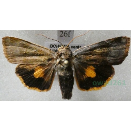 Noctua janthina Denis & Schiffermüller, 1775 Rolnica przepaska Czech26f